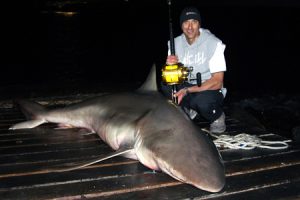  Shark wrangler Bill Athanasselis, with last week’s shark from the Lorne Pier.