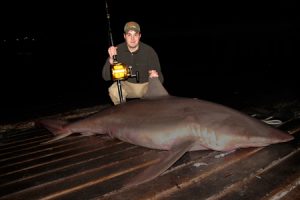 George Papavasiliou with the shark that he and Bill Athanasselis caught from the Lorne Pier last week.